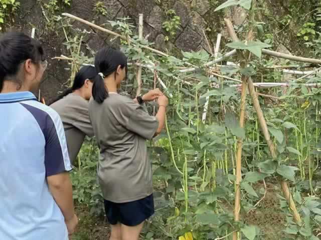 叛逆